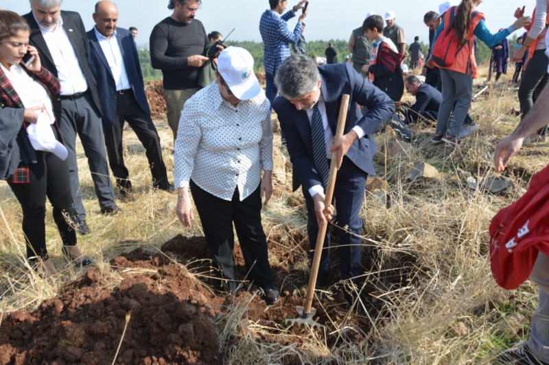 KIRIKHAN DA 3.649 FISTIK ÇAMI FİDANI TOPRAKLA BULUŞTU